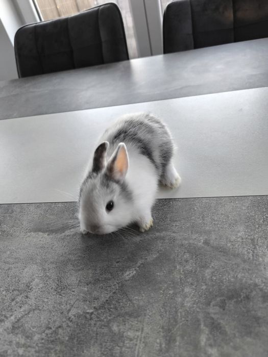 Vendo Coelhos anões