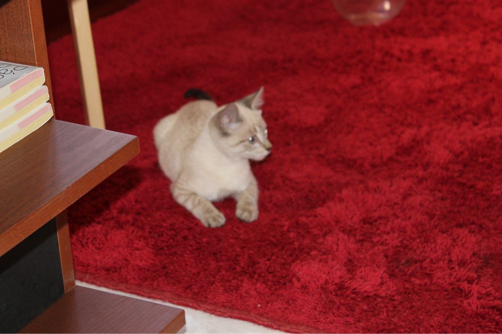 Tapete vermelho (2,90 por 2.70)