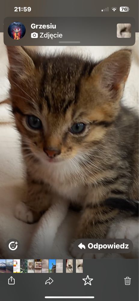 Kotki do adopcji