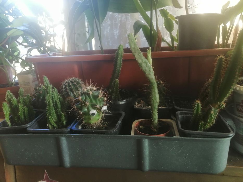 Кактус кімнатна рослина