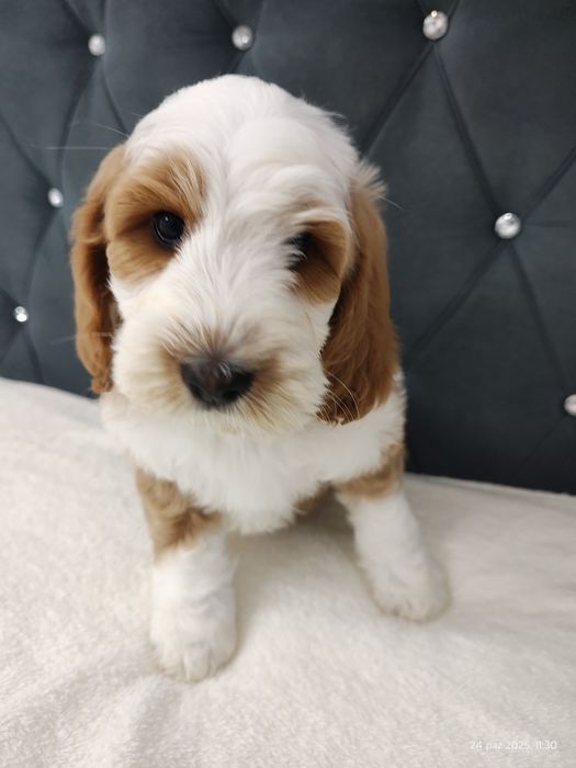 Cockapoo Boy GOTOWY DO odbioru