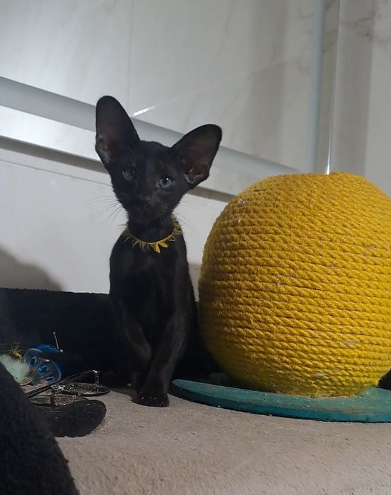 Ориентальный котенок