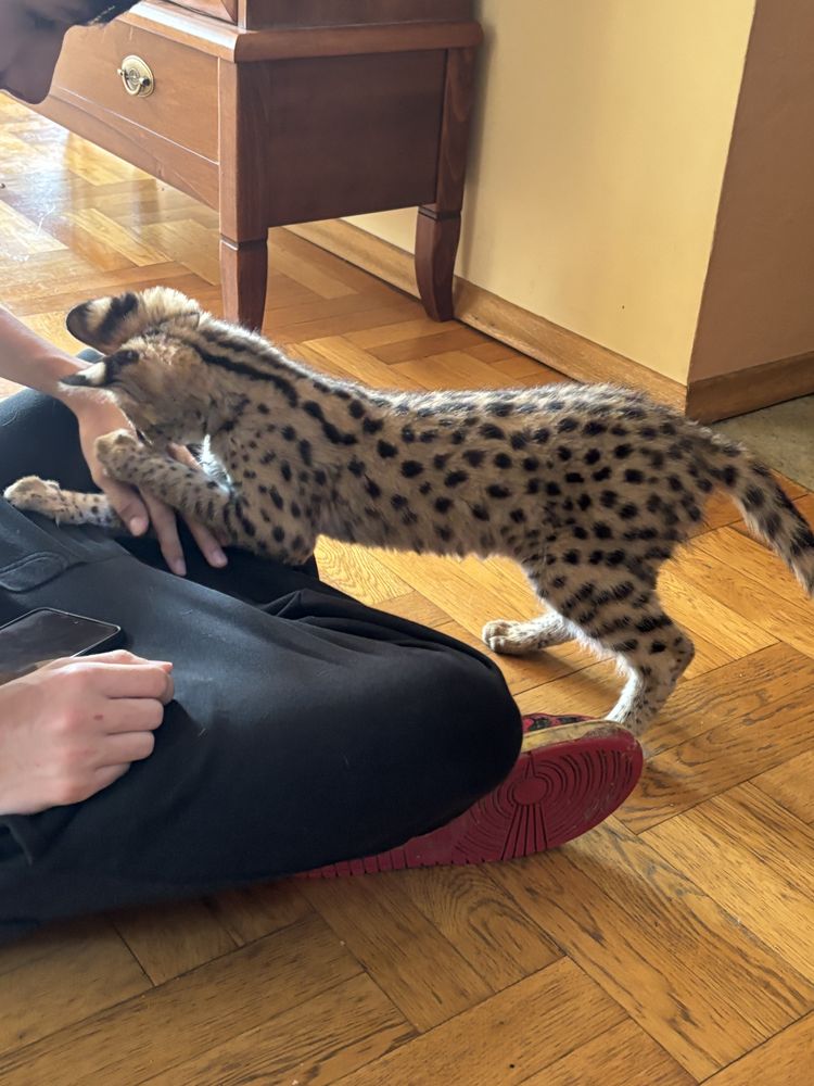 Kocurek Savannah F 1