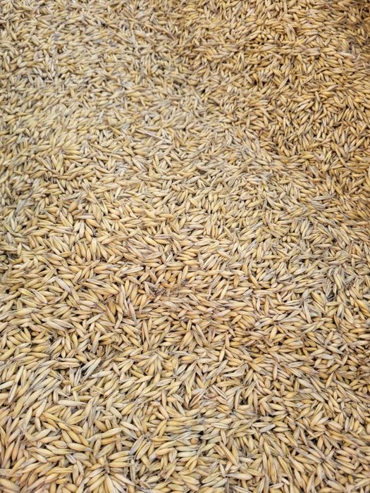 Sprzedam owies pszenicę