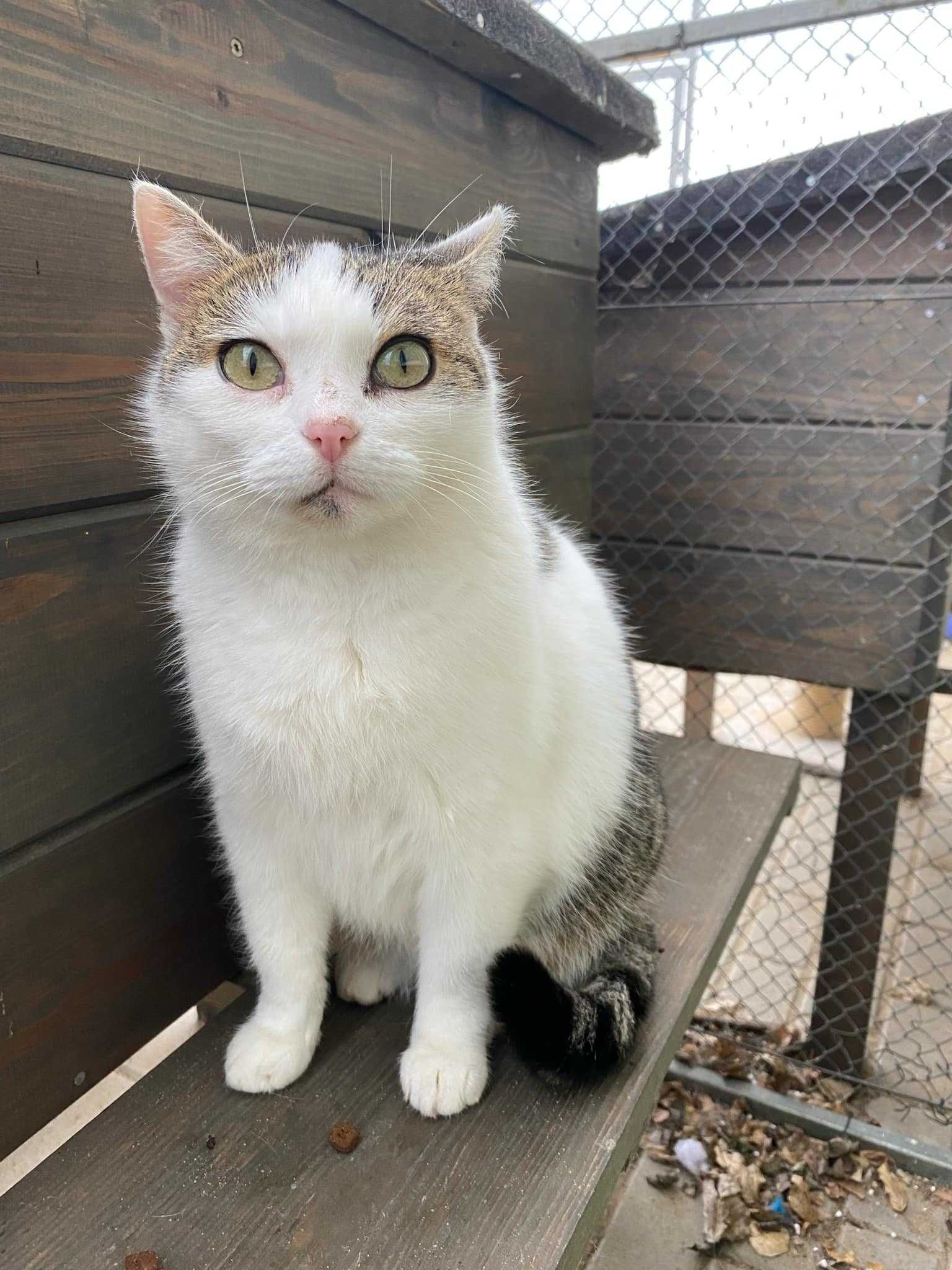 PAULINKA kotka kochana adopcja schronisko