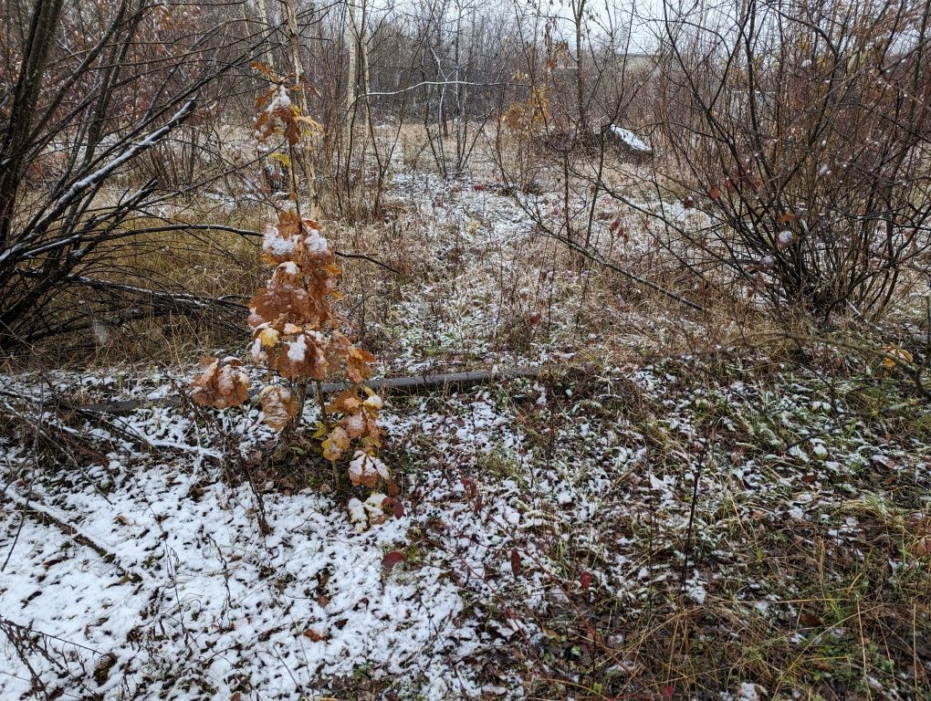 Оренда ділянки за Стрийом с.Грабовецьі площею 0.77га