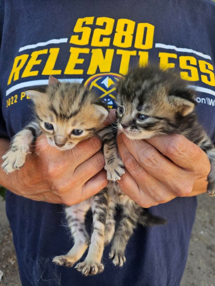 Кошенята в добрі руки