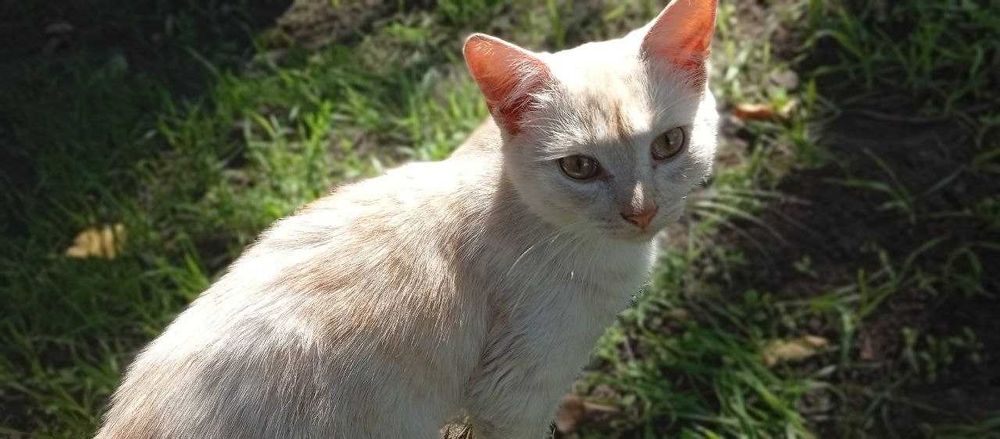 Отдаю двух котят даром