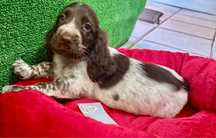 Cocker spaniel  menino