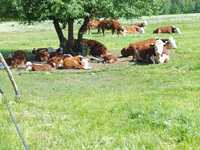Krowy hereford z cielętami
