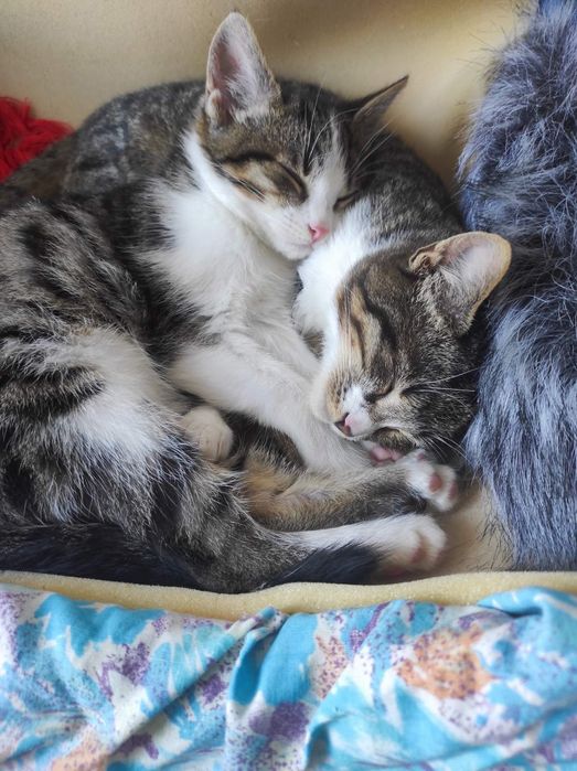 Маленький котик тигровый с белым (котёнок мальчик, кот, в добрые руки)