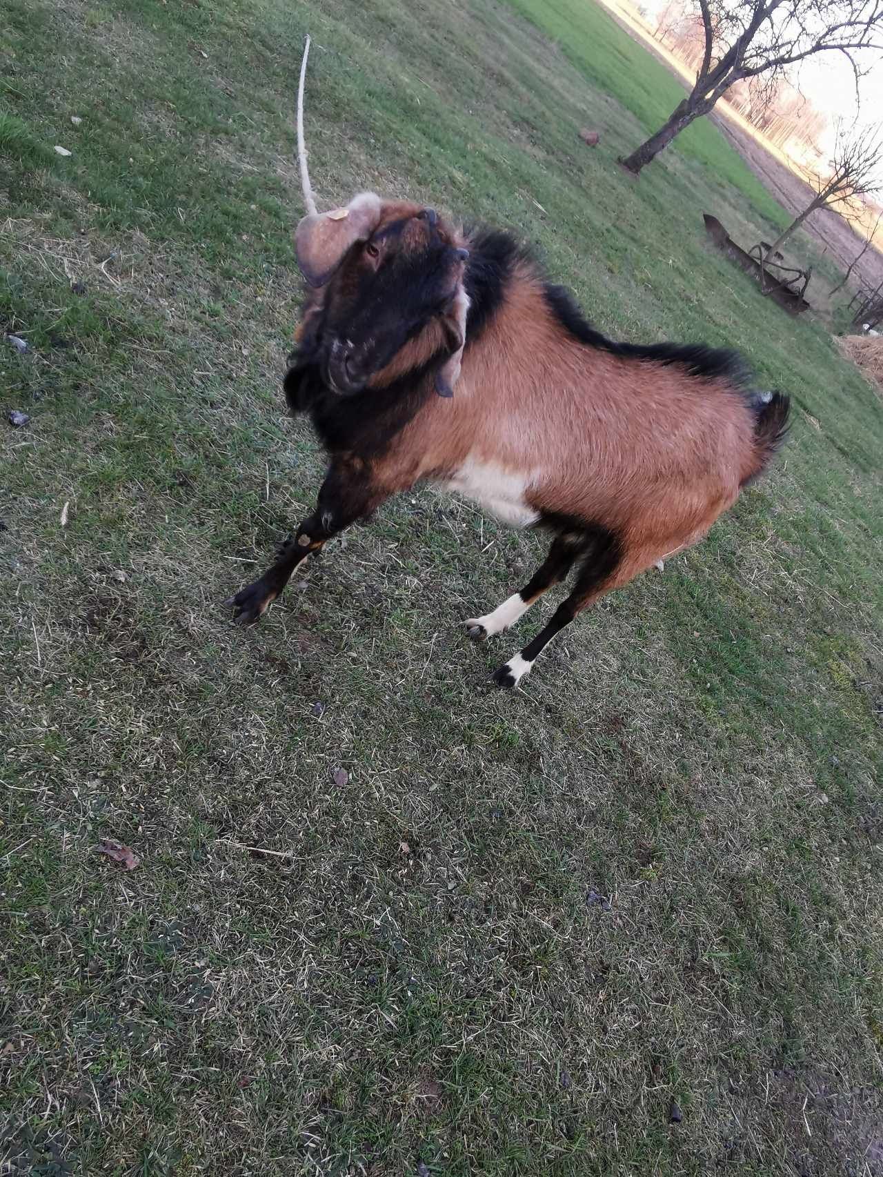 Cap koza duża sprzedam