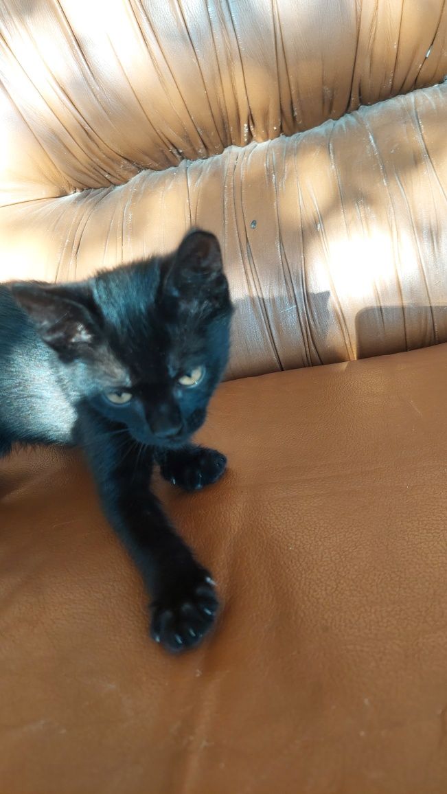 Gatinhos para adopção