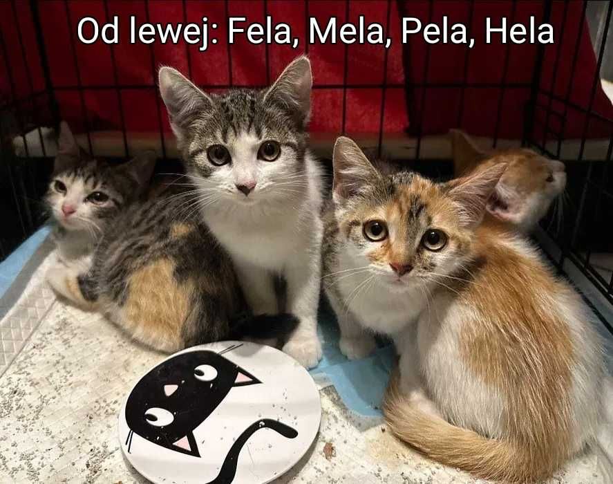 Pela, Hela, Mela i Fela  - cztery dziewczynki szukają domków!