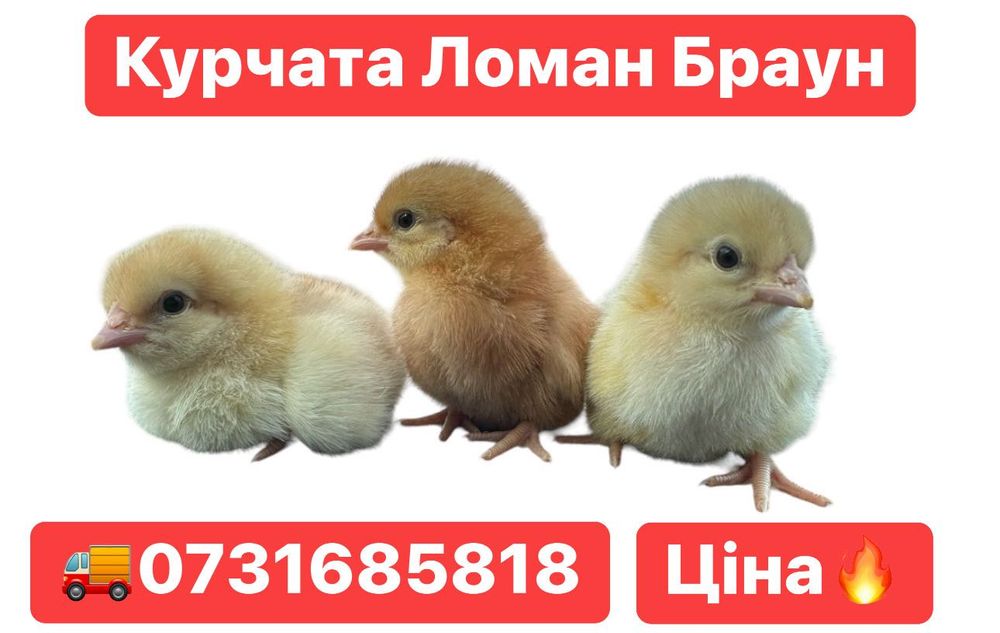 Курчата Циплята Несушка Ломан Браун Сенді Півники Півні Півень Когути