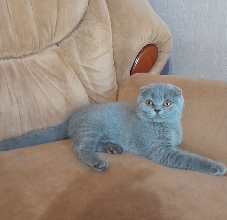 Шотландські кошенята/ шотландские котята