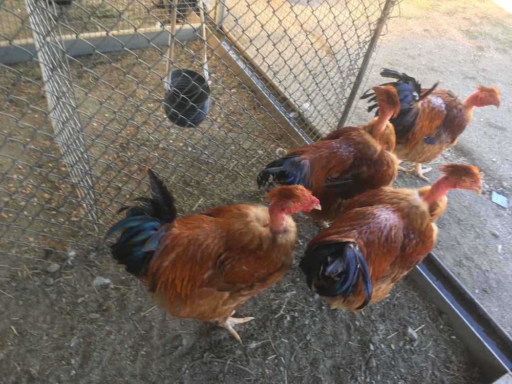 Perus/frangos/garnisos/gansos e ovos