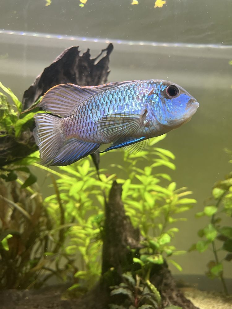 Acará Azul (Andinoacara pulcher) fêmea