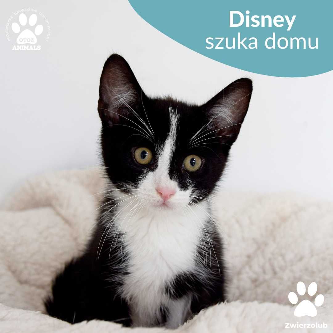 Czarno biały kociak Diego do adopcji! Kotek szuka domu