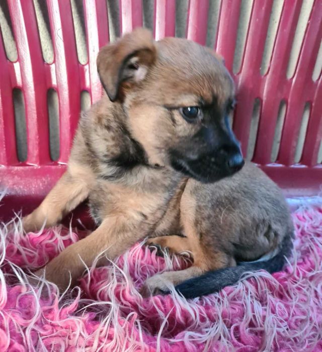 Trzymiesięczna Lula nie ma domu.