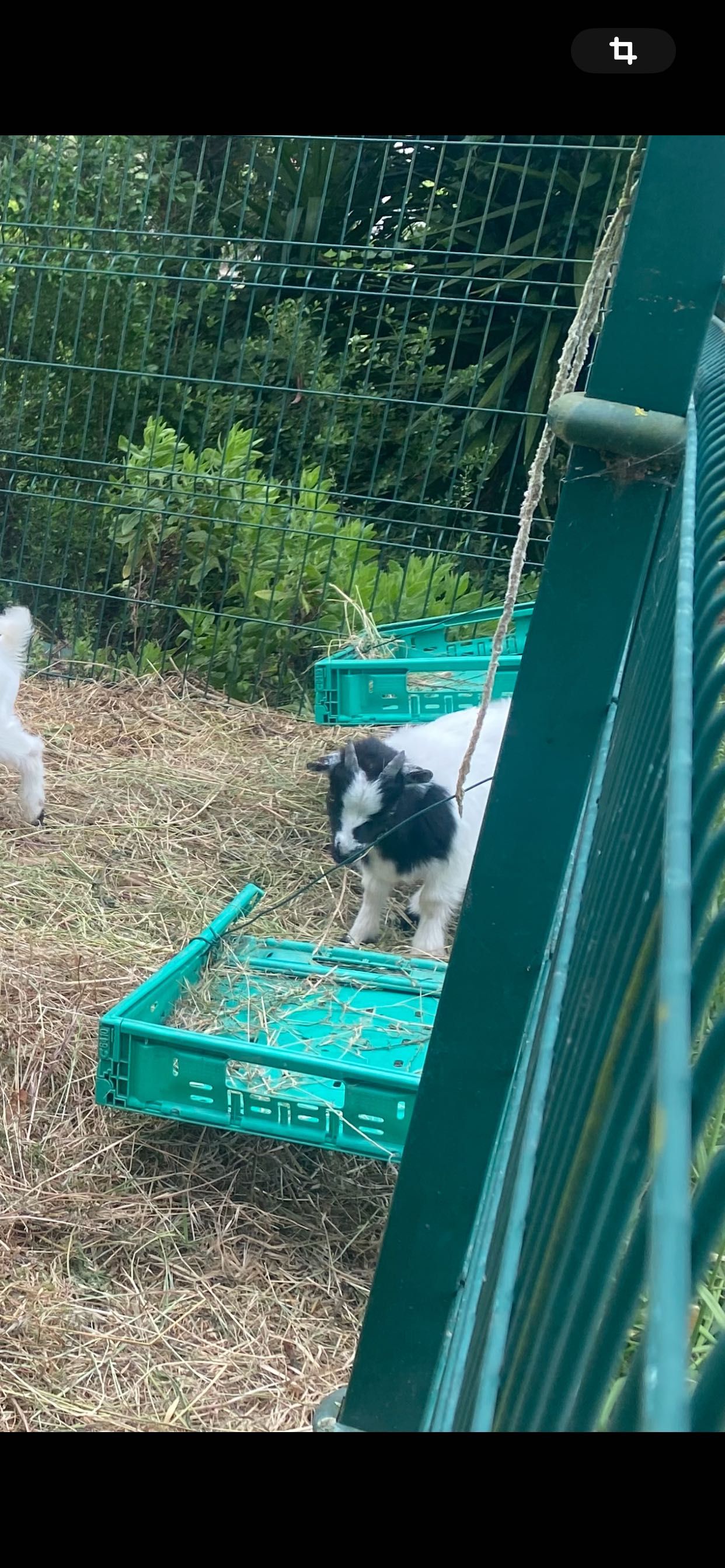 cabras anãs com 5 meses