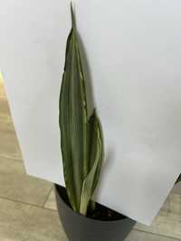 Sansevieria Golden Hahni, Golden Edge, Metallica, Bentleys Sensation