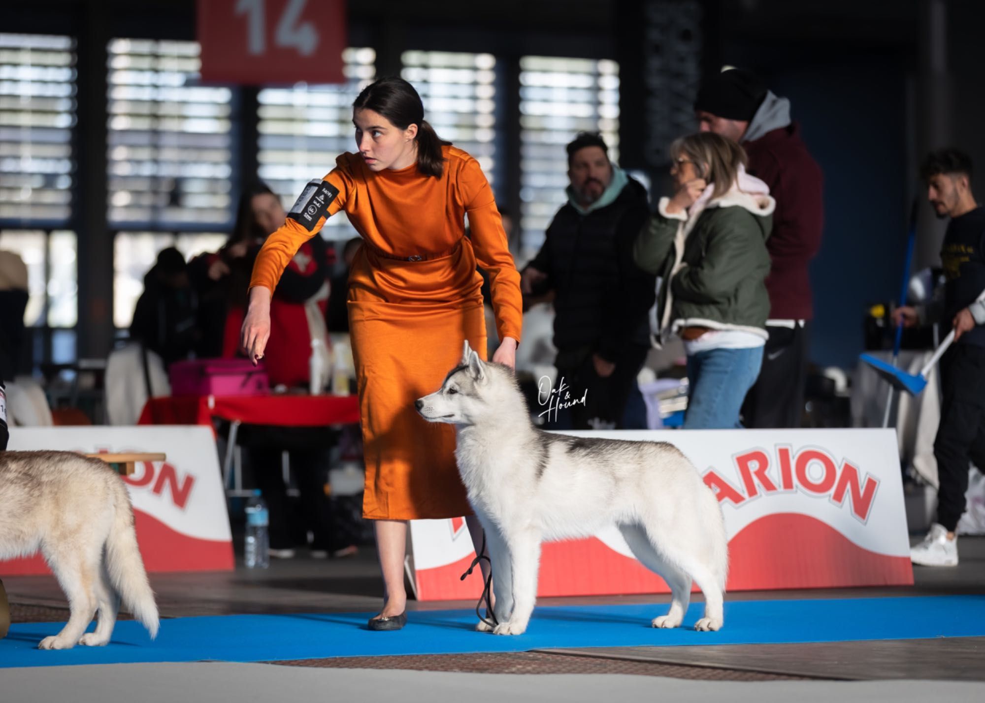 Husky Siberiano com LOP - iaspis