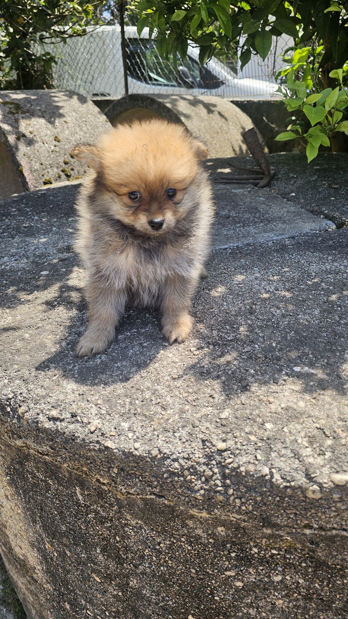 Lulu pomerânia / spitz alemão macho