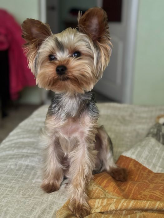 Шукаємо наречену для йорка