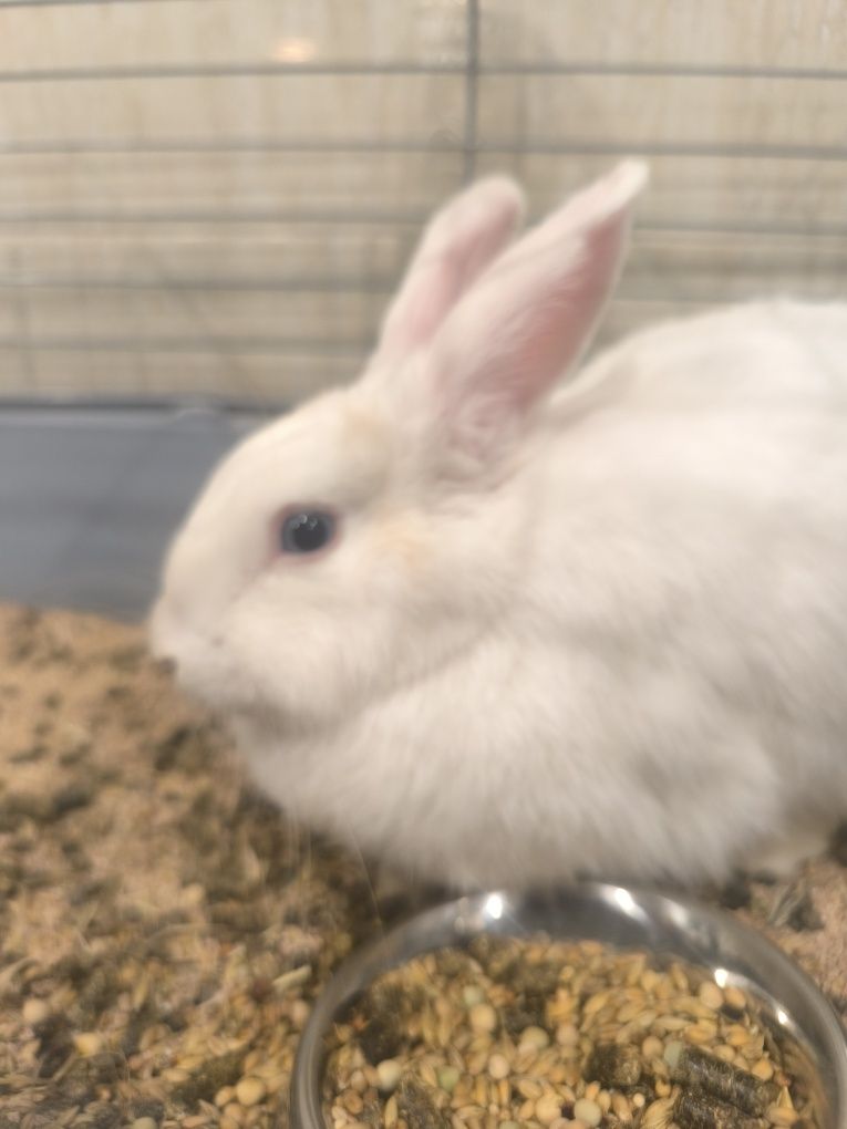 Coelha fêmea 7 meses