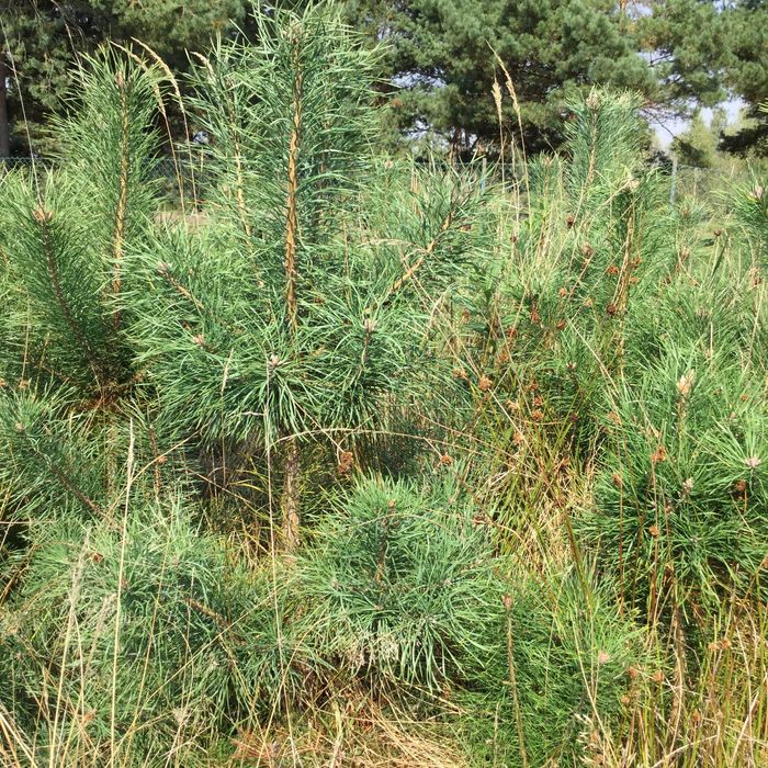 Sprzedam sadzonki sosny