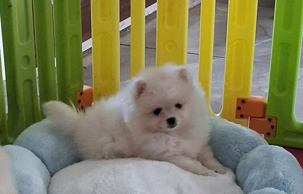 Chłopak pomeranian szpic miniaturowy