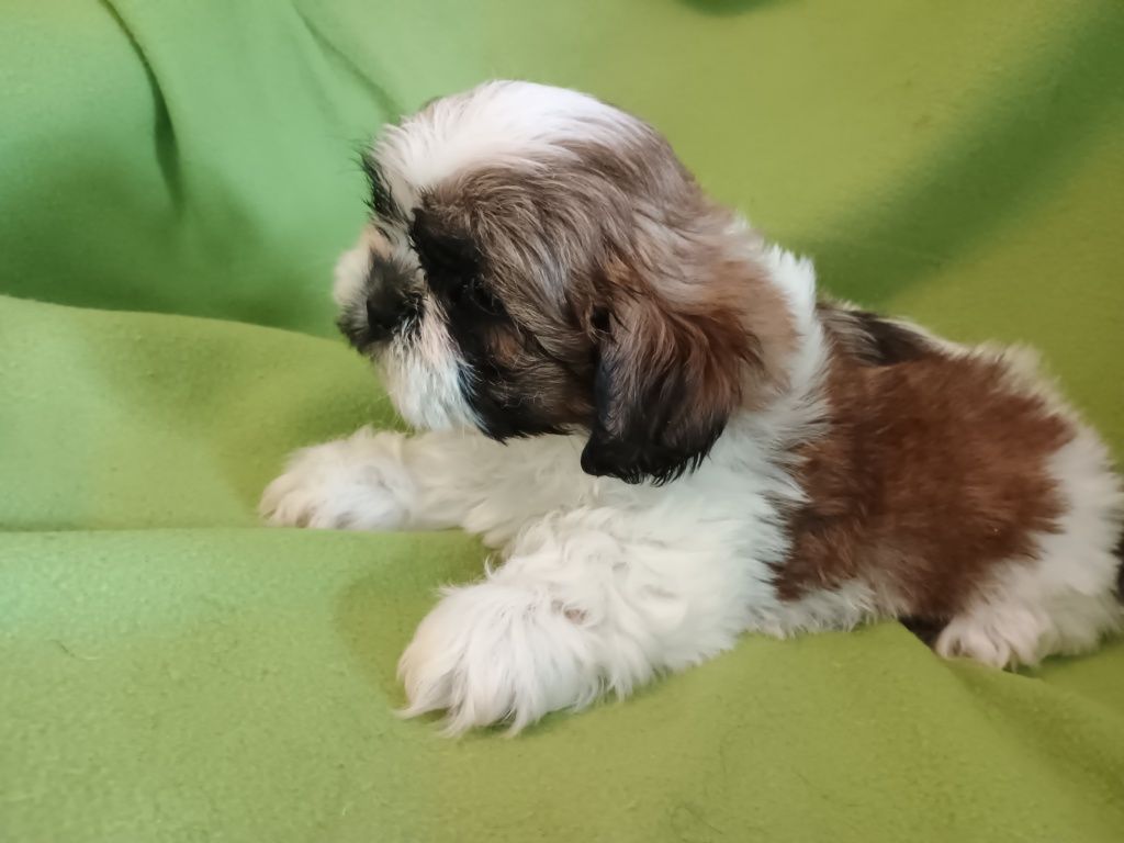 Piesek Shih Tzu chłopiec