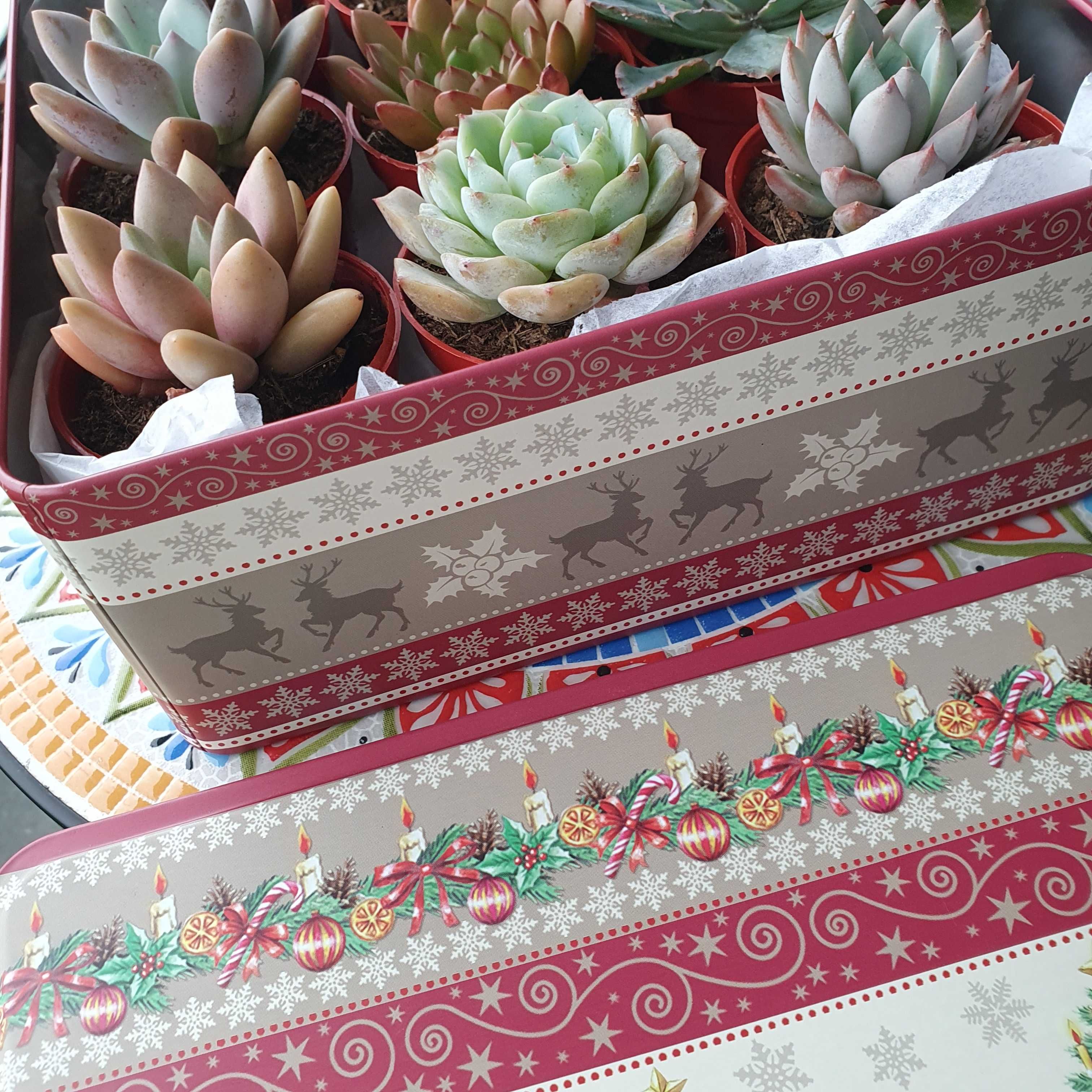 Caixa com suculentas echeverias, conjunto 9 peças