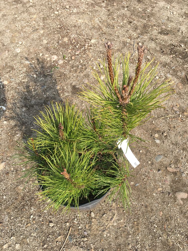 Sosna kosodrzewina(pinus mugo pumillo)