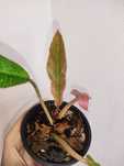 Philodendron Caramel Marble/Филодендрон Карамель Марбл