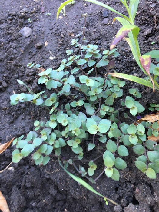 Цветы садовые