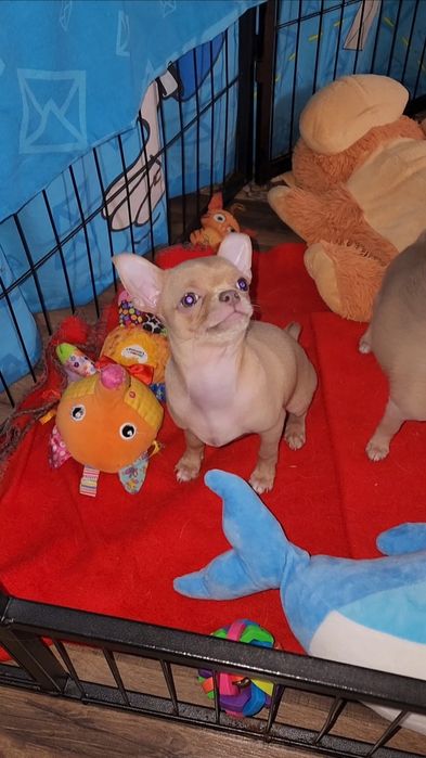 Малеча Чихуахуа!