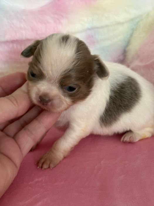 **Długowłosa sunia Calineczka**