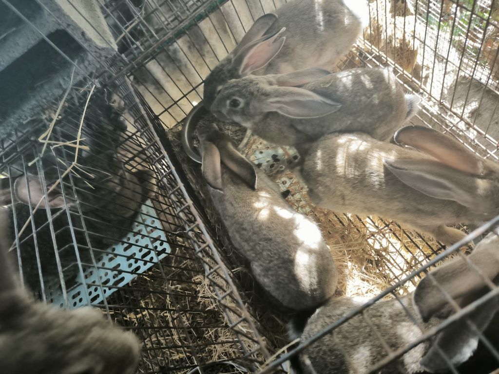 Coelhos gigantes de Flandres cruzado com gigante espanhol
