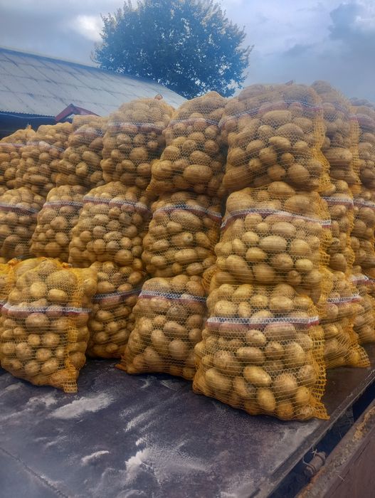 Sprzedam ziemniaki Denar i queen Anna