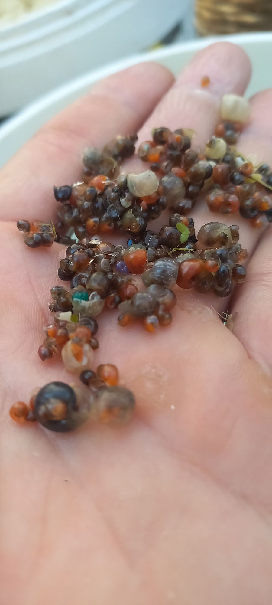 Caracóis Planorbis