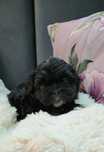 Shih Tzu piesek szczeniaczek