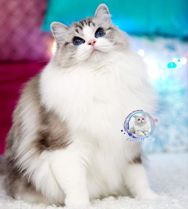 Przepiękna dorosła kotka Ragdoll,  rodowód FPL