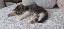 Gatinho macho com 3.5 meses