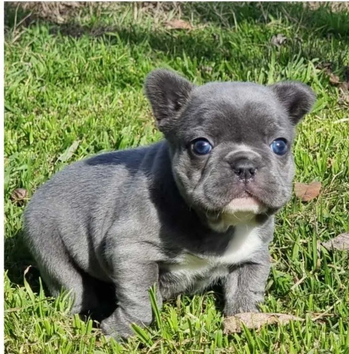 Блакитний хлопець , якість