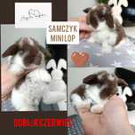 Królik króliczek mini lop hodowla zarejestrowana Top