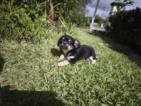 Chihuahua disponível para entrega imediata