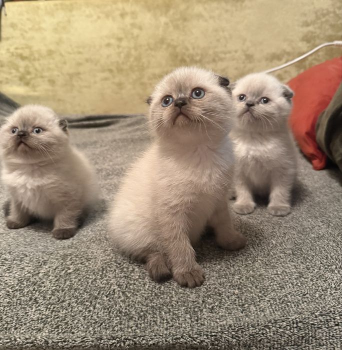 Неймовірноі краси шотландські кошента висловухі блю поінт шотландці