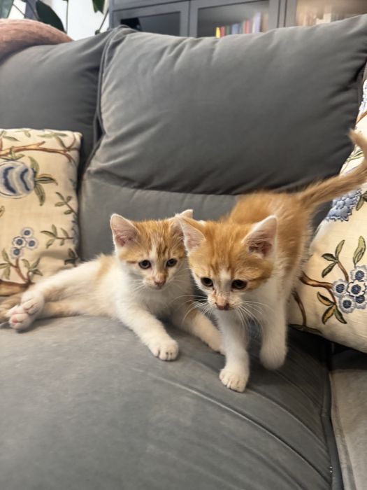 Oddam dwa rudo-białe kotki - Warszawa